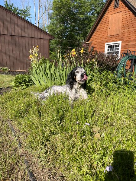 /Images/uploads/Miss Nutfield Scholarship Program/miss-nutfield-pet-photo-contest/entries/30866thumb.jpg